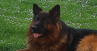 mareva pet sitter à CLAMART 92140_5