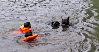 gregory pet sitter à STE MESME 78730_1