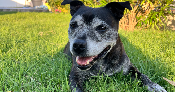 charline pet sitter à GERZAT 63360_1
