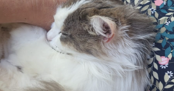 patricia pet sitter à Saint-André-de-Cubzac 33240_10