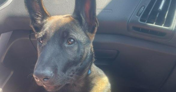 jémilia pet sitter à LE THUIT DE L OISON 27370_2