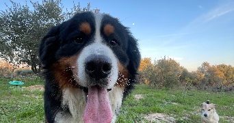 thomas pet sitter à LA TOUR D AIGUES 84240_1