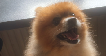 zoe pet sitter à CLAYE SOUILLY 77410_3
