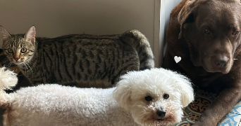 louis pet sitter à MONTPELLIER 34000_2