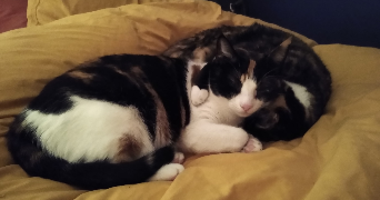 segolene cat sitter à PARIS 13 75013_4