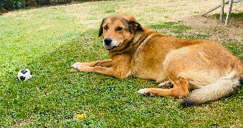 fanny pet sitter à ODOS 65310_1