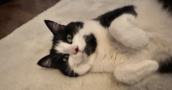 deborah pet sitter à REIMS 51100_5