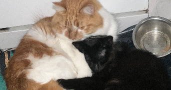 tatiana pet sitter à NICE 06300_1