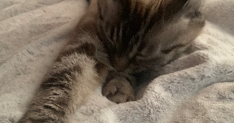 serena pet sitter à BOUTIGNY PROUAIS 28410_4
