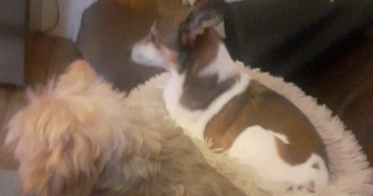 marina pet sitter à PARIS 17 75017_9