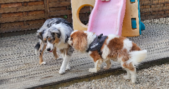 marlene pet sitter à AUNEAU BLEURY ST SYMPHORIEN 28700_49