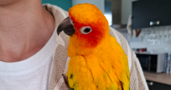 myriam et bruno pet sitter à BREST 29200_8