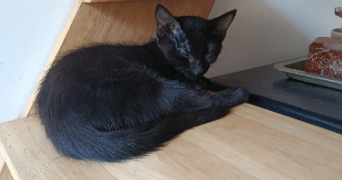 leilani pet sitter à AUCH 32000_2