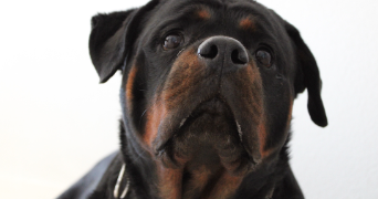 orlane pet sitter à VALLET 44330_1