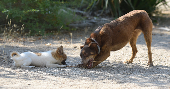 flore pet sitter à LE CHESNAY ROCQUENCOURT 78150_2