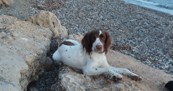 andréa pet sitter à AURIOL 13390_2