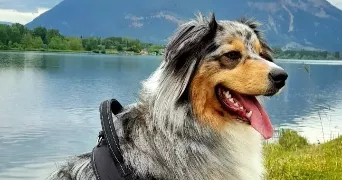 solène pet sitter à Dareizé 69490