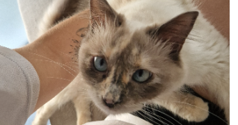 iliana pet sitter à AUCAMVILLE 82600_2