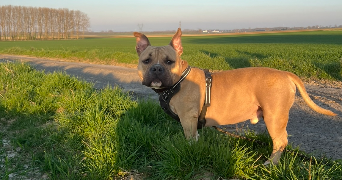 emilie pet sitter à BREBIERES 62117_4