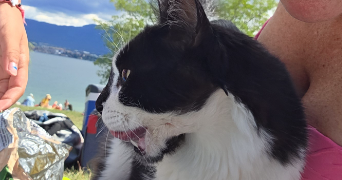 sandie pet sitter à AMBILLY 74100_5