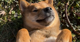 sarah pet sitter à ARDON 45160_4