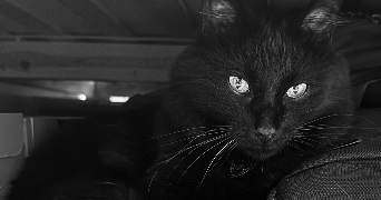 marion pet sitter à Nice 06000_3