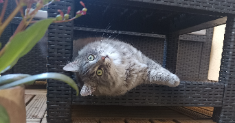 inès pet sitter à POITIERS 86000_1