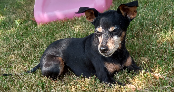 marie-lys pet sitter à MERIGNAC 33700_3