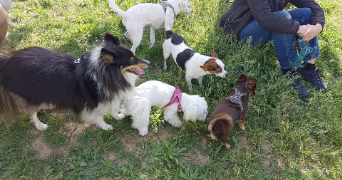 louise pet sitter à MONTREUIL 93100_9