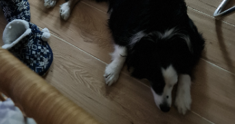 carla pet sitter à BILLERE 64140_2