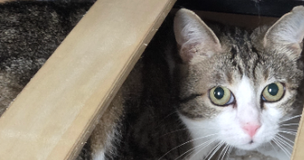 florence pet sitter à RIORGES 42153_5