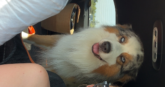 marion pet sitter à MONTELIMAR 26200_4