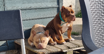 Lydwine pet sitter à Lys-lez-Lannoy 59390_3
