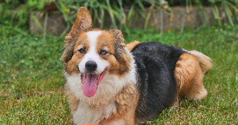 marlene pet sitter à AUNEAU BLEURY ST SYMPHORIEN 28700_46