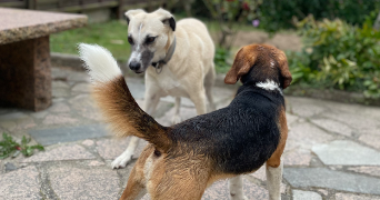 Bryan et Klervi dog sitter à PLOUBEZRE 22300_5