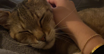 justine pet sitter à CHAMBOURCY 78240_6