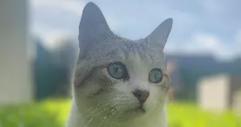 perrine pet sitter à BOHARS 29820