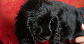 alain pet sitter à PIETROSELLA 20166_6