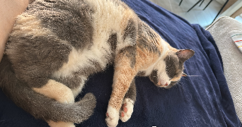 sara pet sitter à VILLIERS SUR MARNE 94350_0