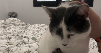 kelly pet sitter à LAIZE 71870_6