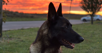 marine pet sitter à BOURG LA REINE 92340_1