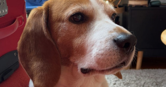 alison pet sitter à ST CYR 07430_4