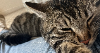 auriane pet sitter à NOYELLE VION 62810_1