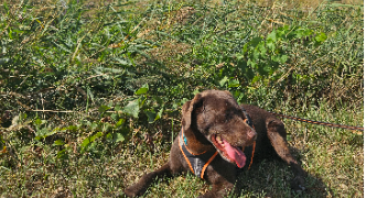 stéphanie pet sitter à LA GARDE 83130_3