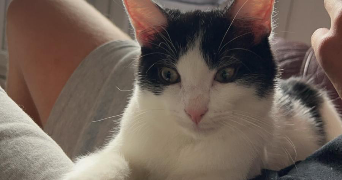 gabin pet sitter à LILLE 59000_3