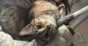 cedric pet sitter à RIOM 63200_3