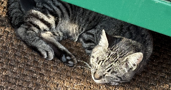 camille pet sitter à BLANQUEFORT 33290_7