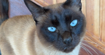 oumeima pet sitter à PAU 64000_1