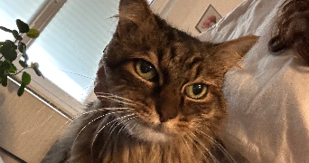 camille pet sitter à LILLE 59800_7