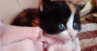 fatima cat sitter à LORMONT 33310_1